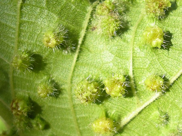 de druifluis epidemie