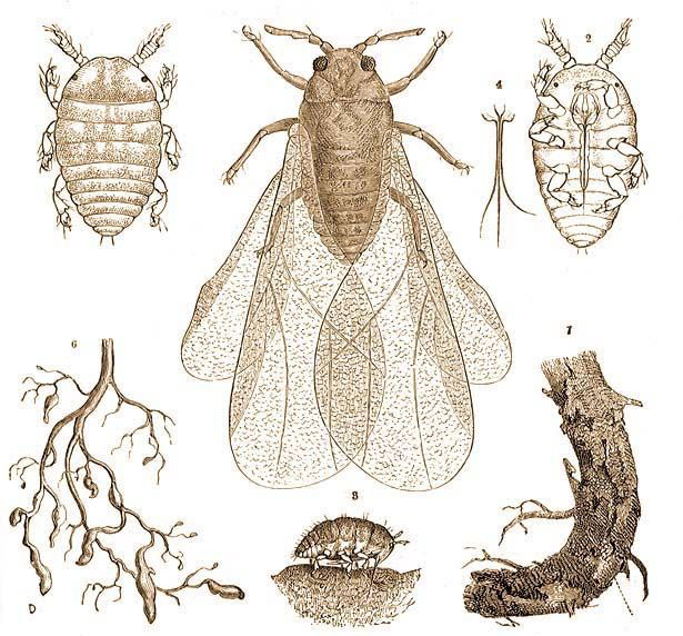 Druifluis - Phylloxera Vastatrix