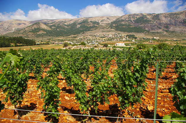 Libanese wijn uit de Bekaa Vallei