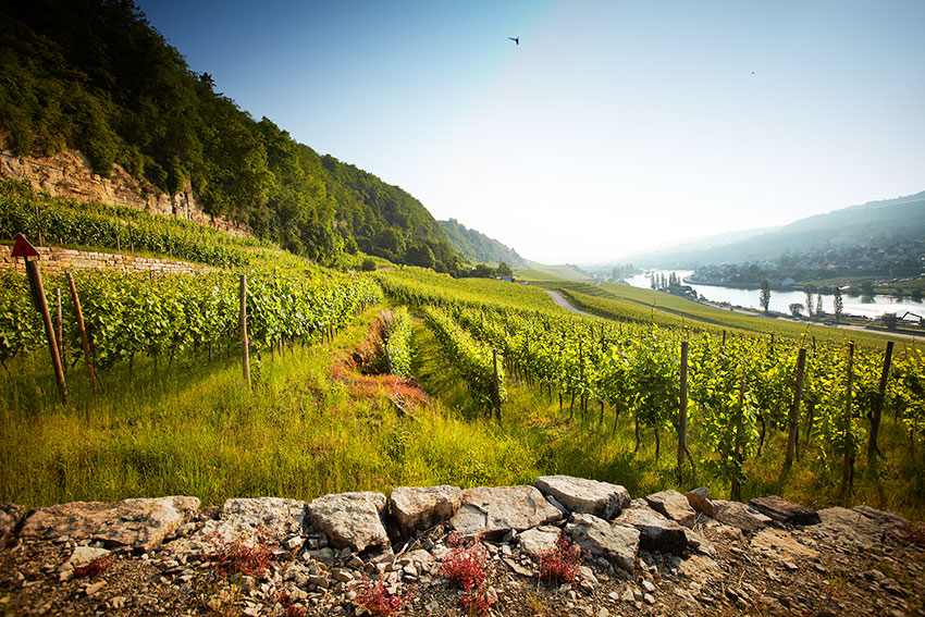 Bulgaarse wijn kopen