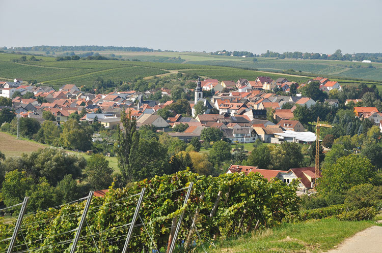 Wijn uit Rheinhessen kopen