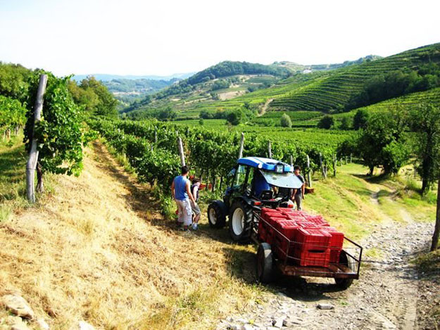Wijn uit Bosnie-Herzegovina kopen