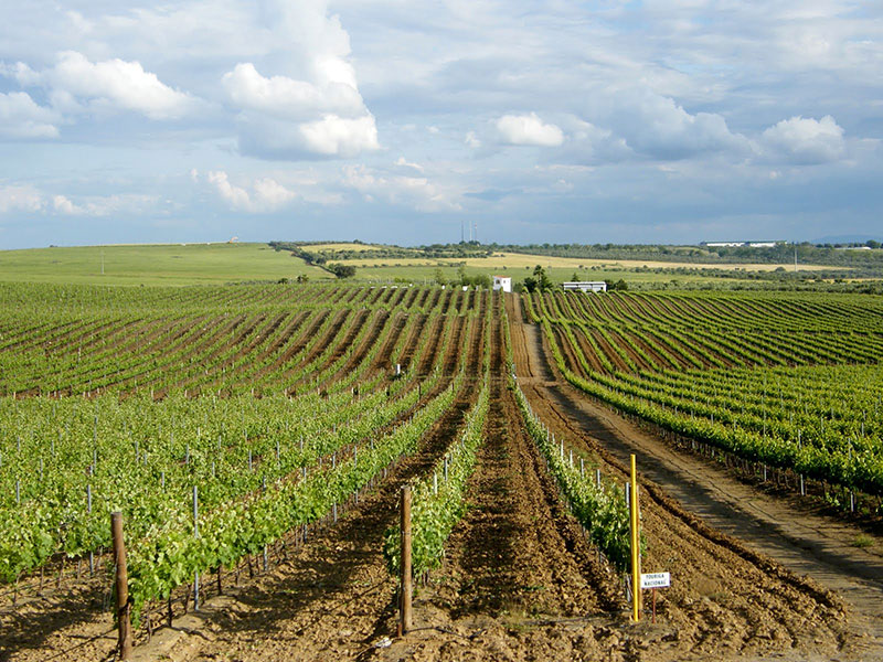alentejo wijn