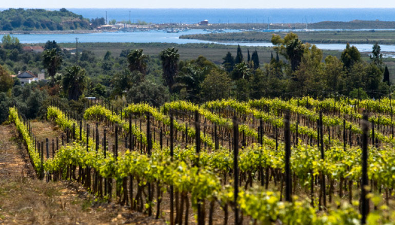 Wijn uit de Algarve