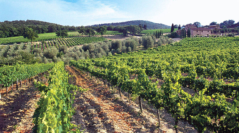 brunello di montalcino wijn