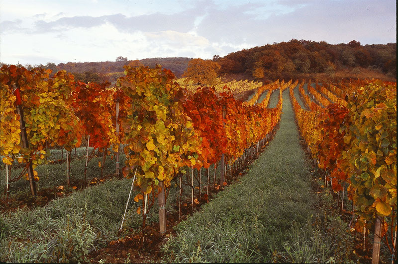 burgenland wijn kopen