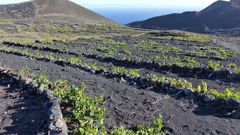 Wijn van de Canarische eilanden