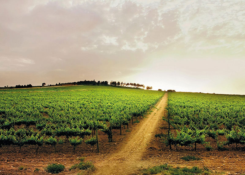 wijn uit Dao wijn uit dao