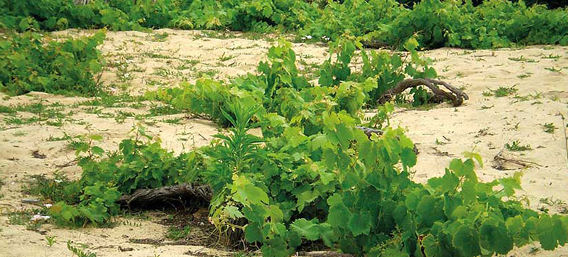 Wijn uit het Portugese Estremadura