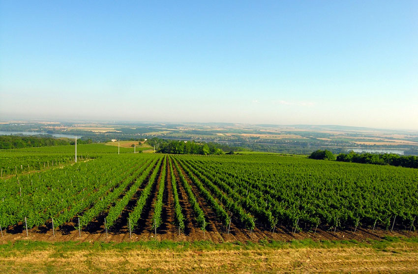 Hongaarse wijn uit Etyek-Buda kopen