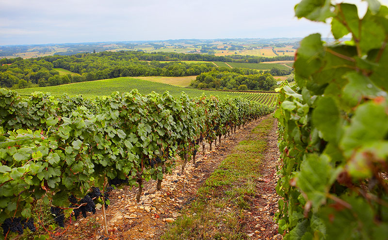 gascogne wijn kopen