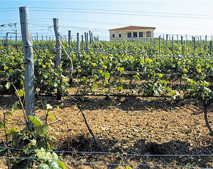 wijn uit grieks thracie