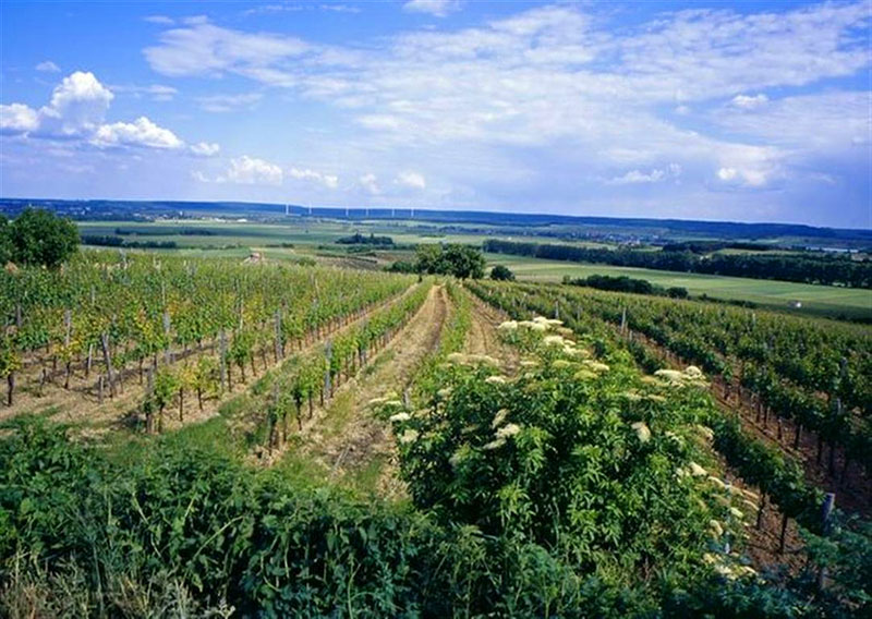 mittelburgenland wijn kopen