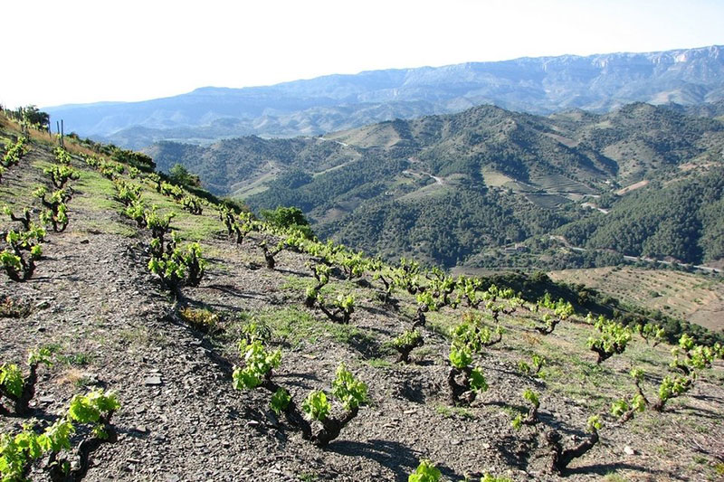 priorat wijn