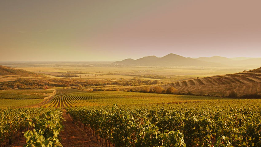 de beste tokaj wijn kopen