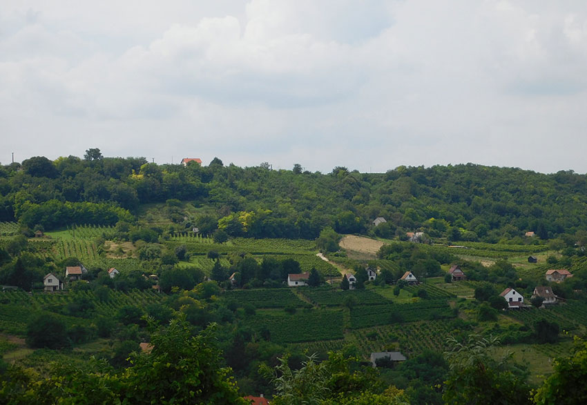Hongaarse wijn uit tolna kopen