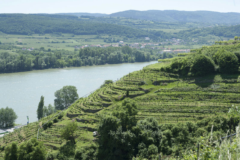 wijn uit wachau kopen