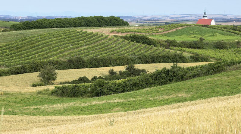 wijn uit weinviertel kopen
