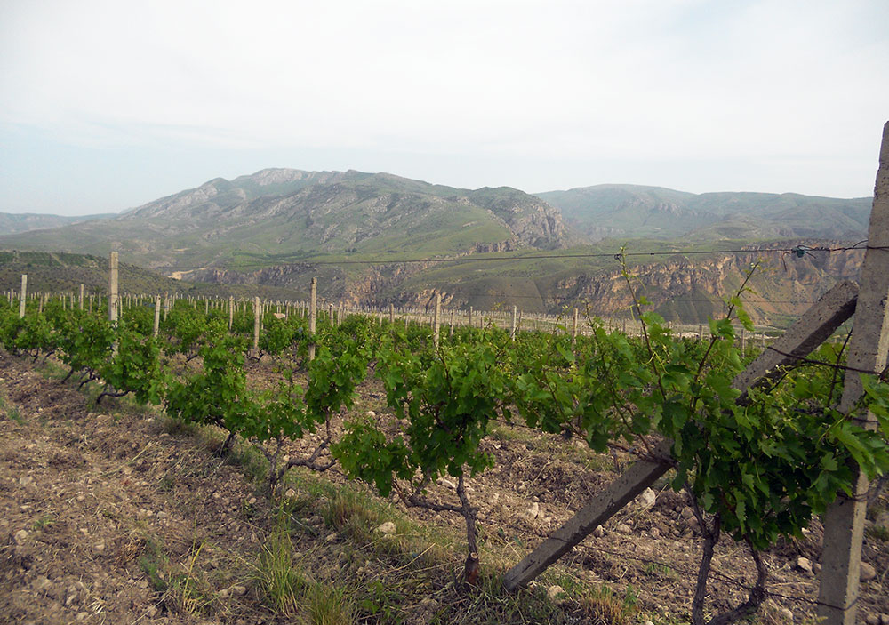 Wijn van Hin Areni kopen