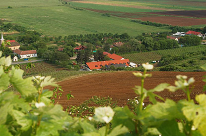 wijngaarden wineprincess